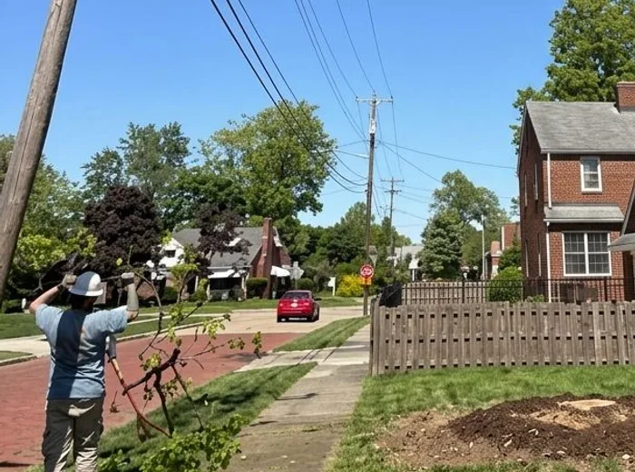 Same spot after hazard tree removal, power lines fully clear