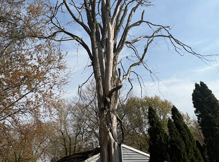 Tall dead hardwood tree before removal