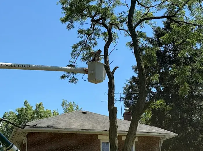 Climber in bucket lift trimming a tall tree