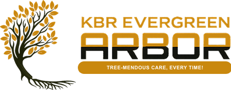 KBR Evergreen Arbor